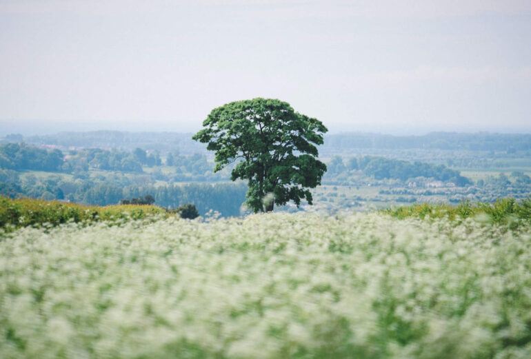 Preview of Abbotsbury